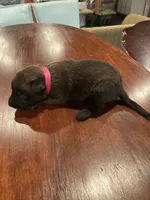 Pink, a female Belgian Malinois for sale in Clinton, TN – 5 of 5