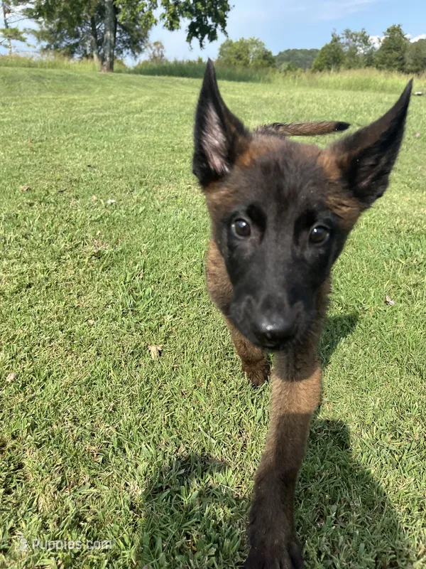 Pink – Belgian Malinois puppy for sale in Clinton, TN