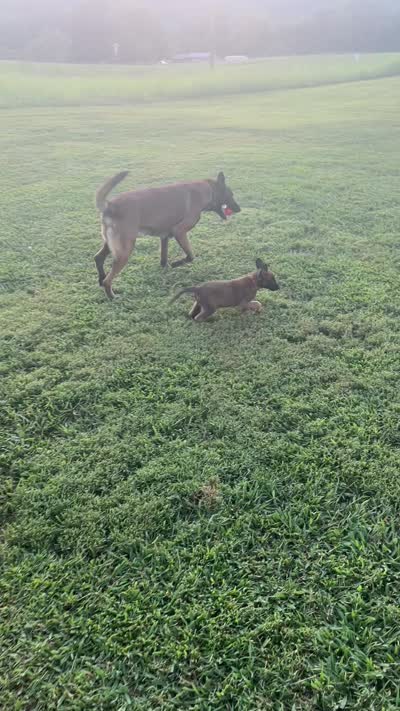 Red, a male Belgian Malinois for sale in Clinton, TN – 8 of 8