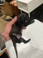 Athena, a female Belgian Malinois for sale in Clinton, TN – 4 of 5