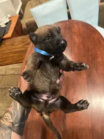 Blue, a male Belgian Malinois for sale in Clinton, TN – 3 of 5