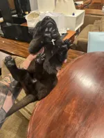 Black, a male Belgian Malinois for sale in Clinton, TN – 2 of 5