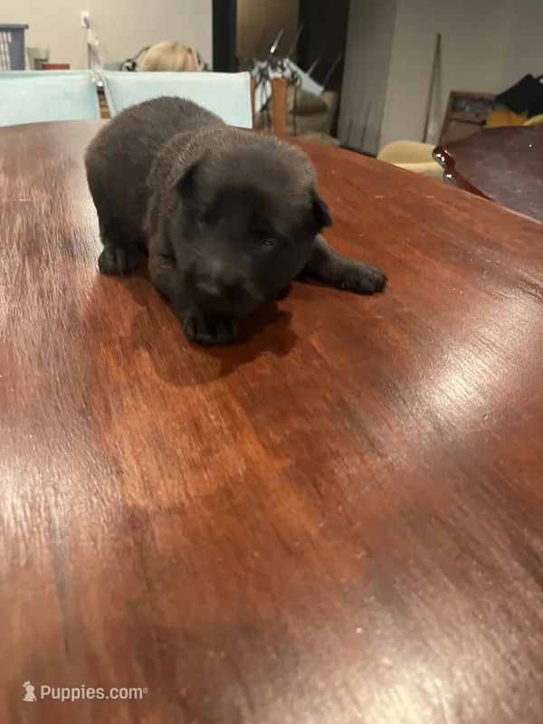 Black – Belgian Malinois puppy for sale in Clinton, TN