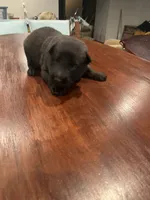 Black, a male Belgian Malinois for sale in Clinton, TN – 1 of 5