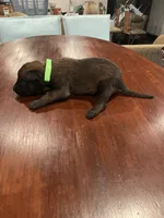 Green, a male Belgian Malinois for sale in Clinton, TN – 4 of 5