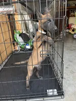 Grey, a female Belgian Malinois for sale in Clinton, TN – 4 of 5