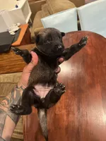 Pink, a female Belgian Malinois for sale in Clinton, TN – 3 of 5