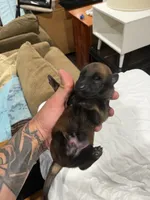 Nova , a female Belgian Malinois for sale in Clinton, TN – 3 of 5