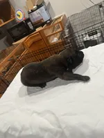 Athena, a female Belgian Malinois for sale in Clinton, TN – 3 of 5
