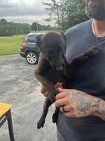 Purple, a female Belgian Malinois for sale in Clinton, TN – 2 of 6