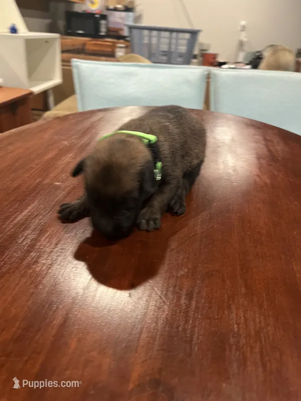 Green – Belgian Malinois puppy for sale in Clinton, TN