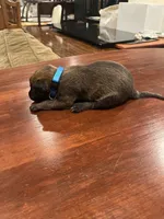 Blue, a male Belgian Malinois for sale in Clinton, TN – 5 of 5