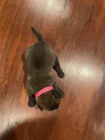 Pink, a female Belgian Malinois for sale in Clinton, TN – 4 of 5