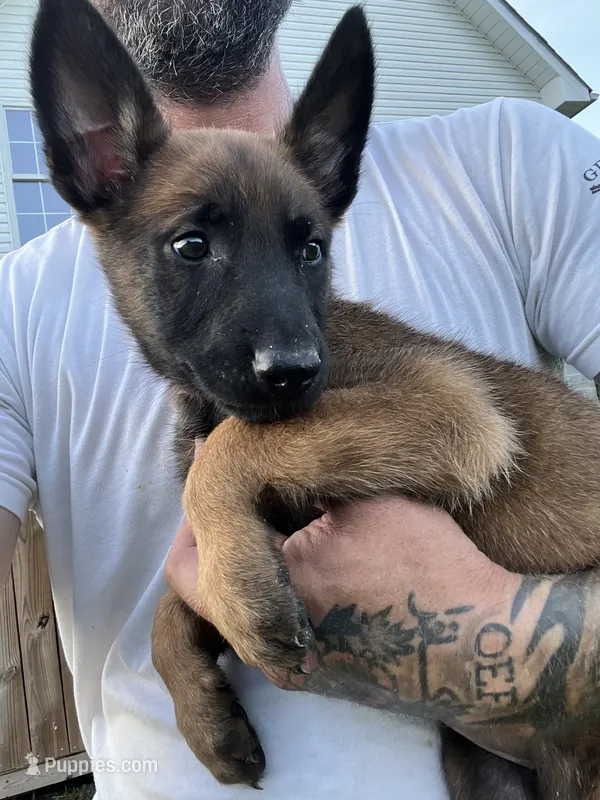 Red – Belgian Malinois puppy for sale in Clinton, TN