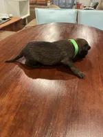 Green, a male Belgian Malinois for sale in Clinton, TN – 2 of 5