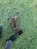 Black, a male Belgian Malinois for sale in Clinton, TN – 7 of 10