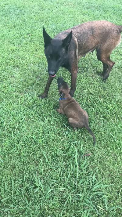 Blue, a male Belgian Malinois for sale in Clinton, TN – 7 of 7