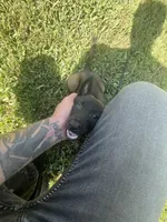 Black, a male Belgian Malinois for sale in Clinton, TN – 9 of 10
