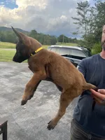 Yellow , a male Belgian Malinois for sale in Clinton, TN – 4 of 5