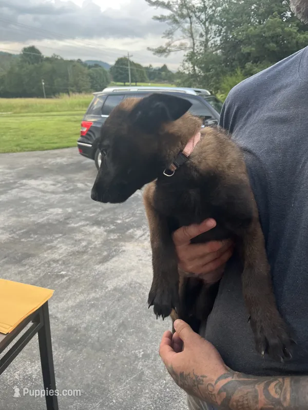 Purple – Belgian Malinois puppy for sale in Clinton, TN