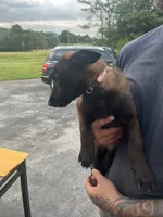 Purple, a female Belgian Malinois for sale in Clinton, TN – 1 of 6