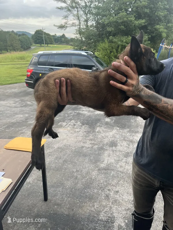 Purple – Belgian Malinois puppy for sale in Clinton, TN