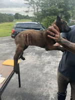 Purple, a female Belgian Malinois for sale in Clinton, TN – 5 of 6