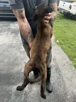 Purple, a female Belgian Malinois for sale in Clinton, TN – 3 of 6