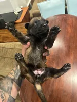 Red, a male Belgian Malinois for sale in Clinton, TN – 3 of 5