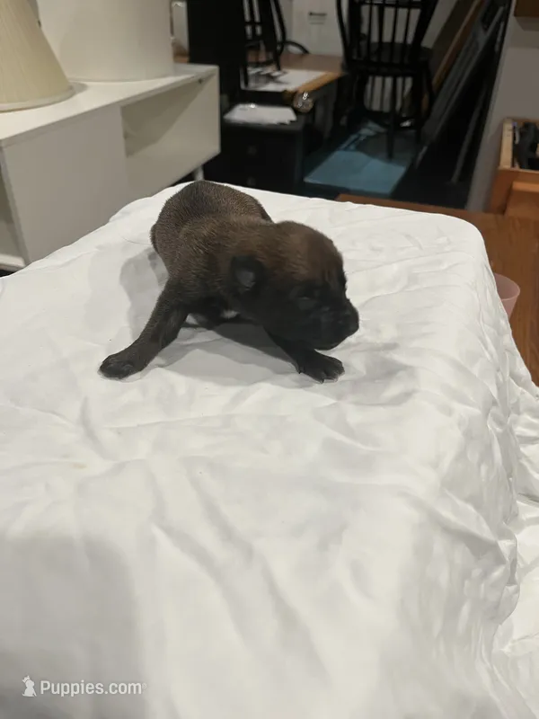 Smalls – Belgian Malinois puppy for sale in Clinton, TN