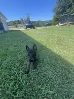 Black, a male Belgian Malinois for sale in Clinton, TN – 1 of 10