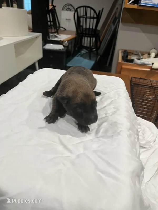 Nova  – Belgian Malinois puppy for sale in Clinton, TN
