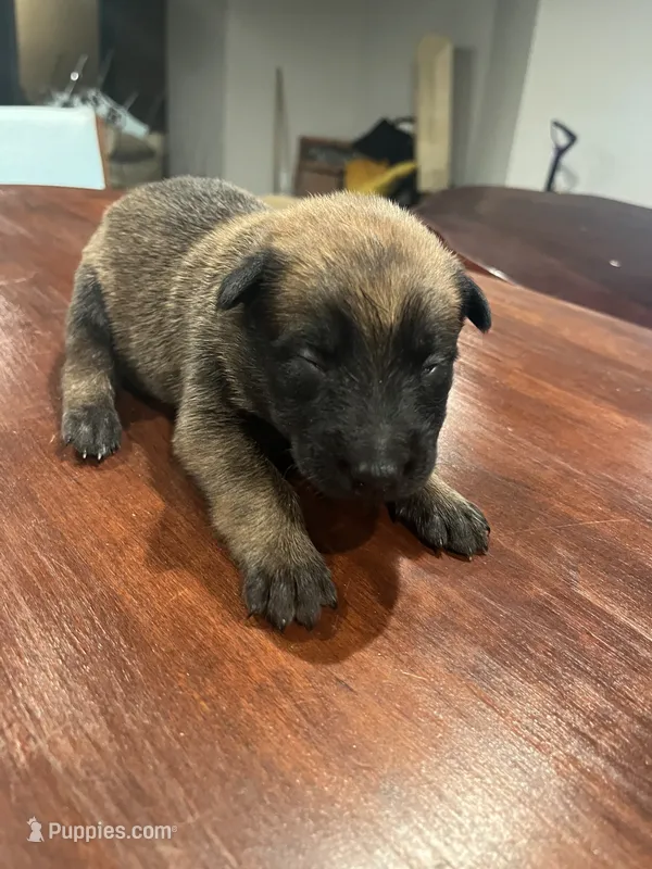 Red – Belgian Malinois puppy for sale in Clinton, TN