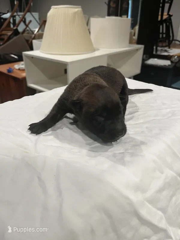 Zoe – Belgian Malinois puppy for sale in Clinton, TN