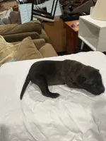 Bond, a male Belgian Malinois for sale in Clinton, TN – 2 of 5