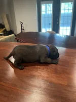 Dark Blue, a male Belgian Malinois for sale in Clinton, TN – 5 of 5