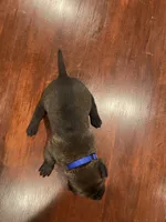 Dark Blue, a male Belgian Malinois for sale in Clinton, TN – 4 of 5