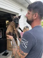 Grey, a female Belgian Malinois for sale in Clinton, TN – 2 of 5