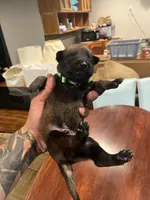 Green, a male Belgian Malinois for sale in Clinton, TN – 3 of 5