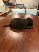 Black, a male Belgian Malinois for sale in Clinton, TN – 4 of 5
