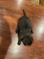 Black, a male Belgian Malinois for sale in Clinton, TN – 5 of 5