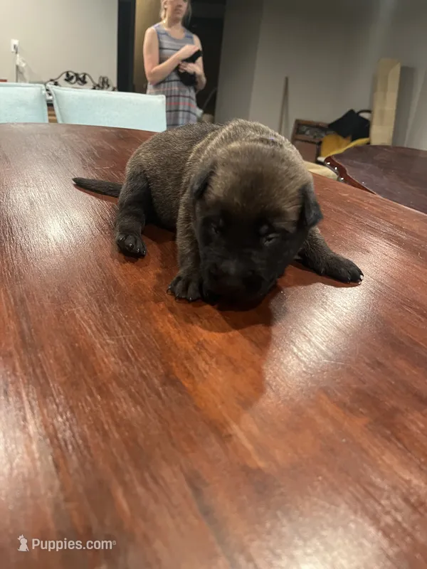 Dark Blue – Belgian Malinois puppy for sale in Clinton, TN