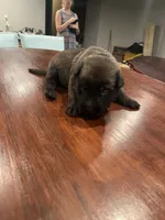 Dark Blue, a male Belgian Malinois for sale in Clinton, TN – 1 of 5