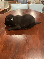 Black, a male Belgian Malinois for sale in Clinton, TN – 3 of 5