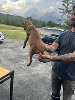 Yellow , a male Belgian Malinois for sale in Clinton, TN – 2 of 5