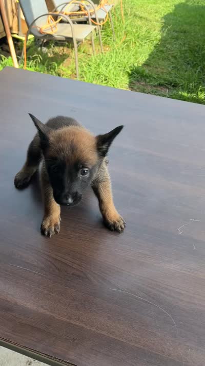 Red, a male Belgian Malinois for sale in Clinton, TN – 3 of 8