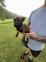 Blue, a male Belgian Malinois for sale in Clinton, TN – 1 of 7