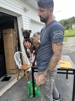 Grey, a female Belgian Malinois for sale in Clinton, TN – 5 of 5