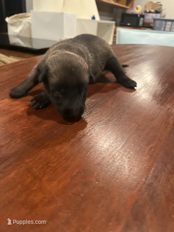 Pink – Belgian Malinois puppy for sale in Clinton, TN