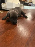 Pink, a female Belgian Malinois for sale in Clinton, TN – 1 of 5